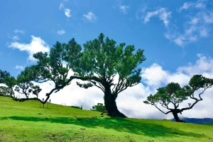 From Funchal: Southern Madeira Villages & Cliffs Tour