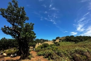 From Funchal: West Madeira Jeep 4x4 Day Tour with Pickup