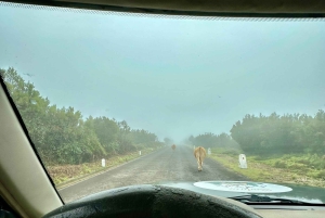 From Funchal:West Madeira Open-roof 4x4 Day Tour with Pickup