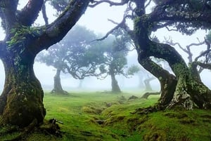 Desde Funchal: Excursión a las Cascadas del Oeste de Madeira y al Bosque de Fanal