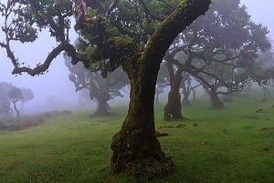 Desde Funchal: Excursión a las Cascadas del Oeste de Madeira y al Bosque de Fanal