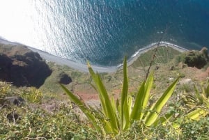 Desde Funchal: Excursión a las Cascadas del Oeste de Madeira y al Bosque de Fanal