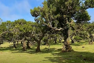 Desde Funchal: Excursión a las Cascadas del Oeste de Madeira y al Bosque de Fanal