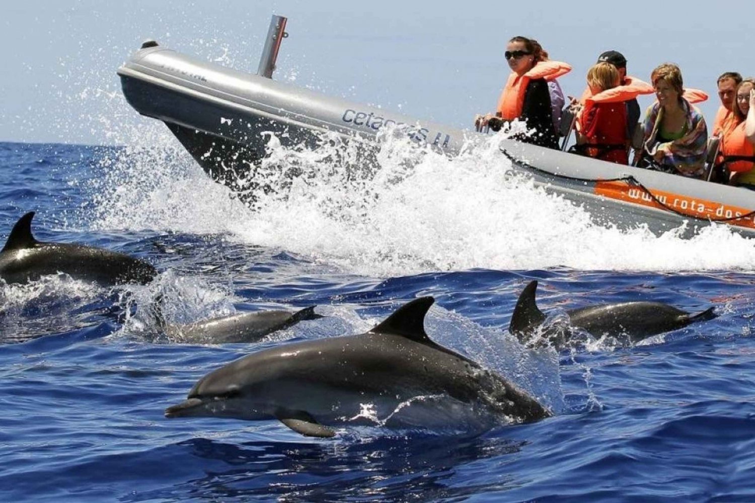 From Funchal: Whale and Dolphin Watching