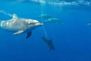 From Funchal: Whale and Dolphin Watching