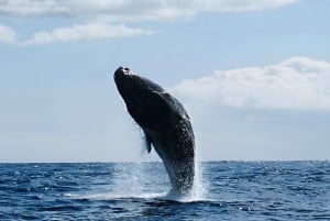 From Funchal: Whale and Dolphin Watching