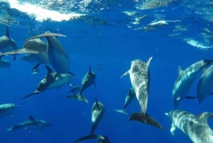 From Funchal: Whale and Dolphin Watching