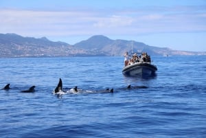 From Funchal: Whale and Dolphin Watching