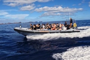 From Funchal: Whale and Dolphin Watching