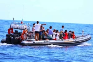 From Funchal: Whale and Dolphin Watching