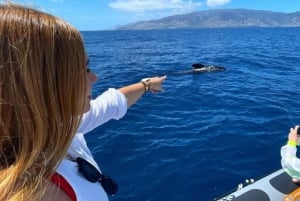 From Funchal: Whale and Dolphin Watching