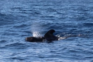 From Funchal: Whale and Dolphin Watching