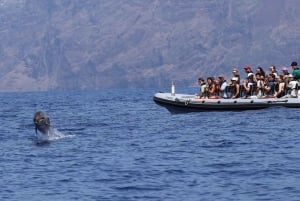 フンシャル発：ホエール＆ドルフィンウォッチング