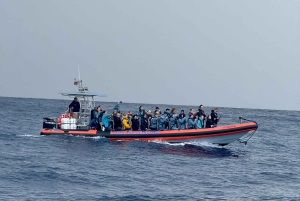 フンシャル発：ホエール＆ドルフィンウォッチング