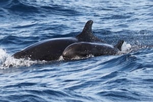 From Funchal: Whales and Dolphin Adventure Tour