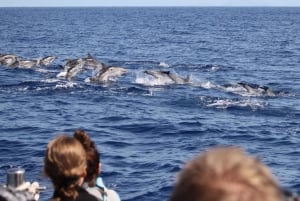 From Funchal: Whales and Dolphin Adventure Tour