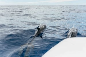 From Funchal: Whales and Dolphin Adventure Tour