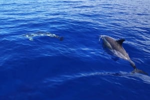 From Funchal: Whales and Dolphin Adventure Tour