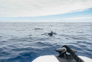 From Funchal: Whales and Dolphin Adventure Tour