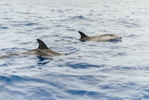 From Funchal: Whales and Dolphin Adventure Tour