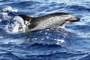 From Funchal: Whales and Dolphin Adventure Tour