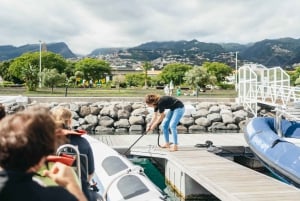 From Funchal: Whales and Dolphin Adventure Tour