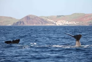 From Funchal: Whales and Dolphin Adventure Tour