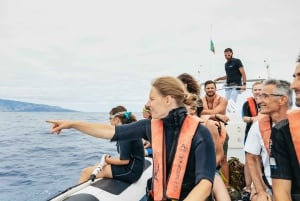 Do Funchal: Aventura com baleias e golfinhos