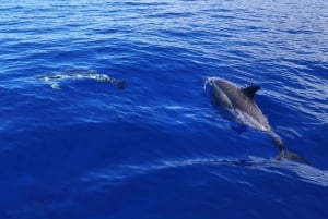 Do Funchal: Aventura com baleias e golfinhos