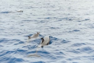 Do Funchal: Aventura com baleias e golfinhos