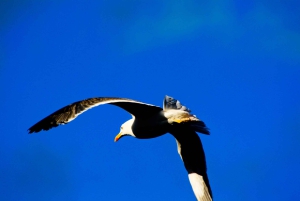 Journée entière Ponta de São Lourenço - Réserve naturelle
