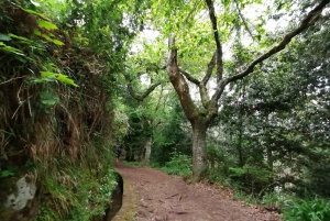 Funchal: 4x4 Jeep-tur til øst og nordøst for Madeira