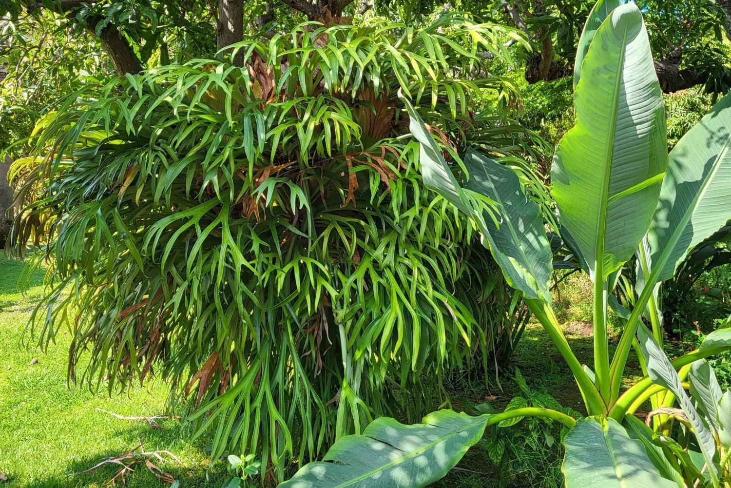 Funchal: passeggiata in un giardino tropicale segreto