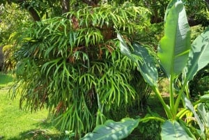 Funchal: passeggiata in un giardino tropicale segreto