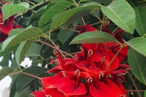 Funchal: passeggiata in un giardino tropicale segreto