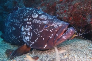 Funchal: Advanced Scuba Diving Afonso Cerqueira Wreck