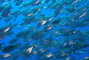 Funchal: Advanced Scuba Diving Afonso Cerqueira Wreck