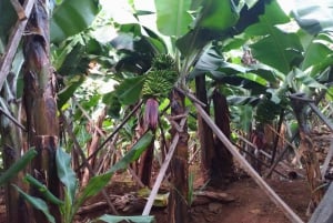 Funchal Agriculture Green Tour