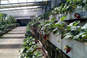 Funchal Agriculture Green Tour