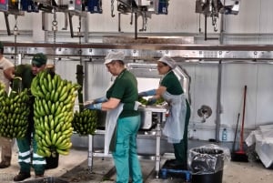 Funchal jordbruk grön tur