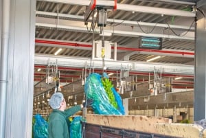 Funchal jordbruk grön tur