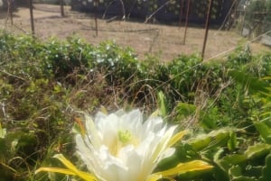 Funchal jordbruk grön tur