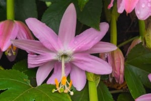 Funchal jordbruk grön tur