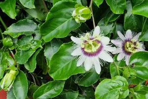 Funchal jordbruk grön tur