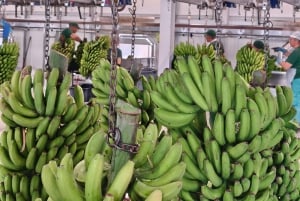 Funchal jordbruk grön tur