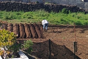 Funchal jordbruk grön tur