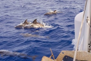 Funchal Bay: Dolphin & Whale Watch Luxury Catamaran Cruise