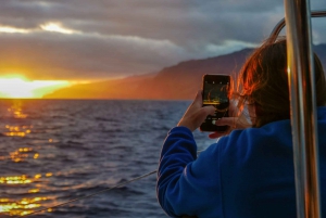 Funchal Bay: Dolphin & Whale Watch Luxury Catamaran Cruise