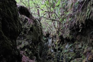 Madeira: Bica da Cana to Encumeada Private Hike with Pickup