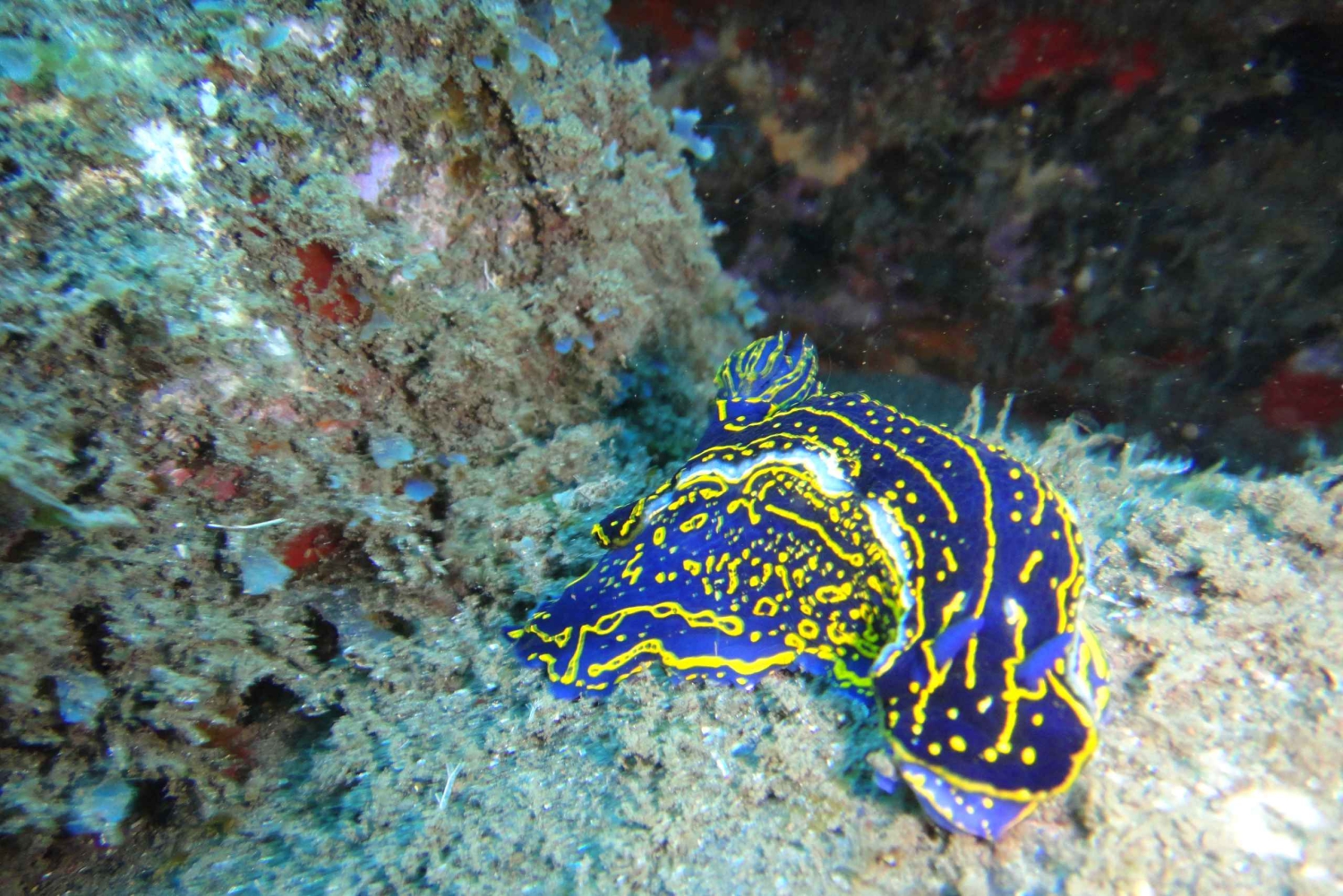 Funchal : plongée sous-marine certifiée, visite guidée